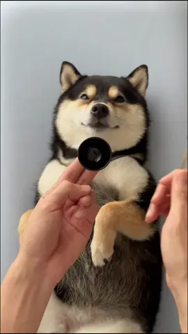 At @thelonglifepet, our mission is simple: helping pets live longer, healthier, and happier lives. 🐾 Through trusted knowledge on health, nutrition, and daily care, we guide responsible pet parents who want the very best for their companions. Because every choice you make today shapes your pet’s future tomorrow. 💚 ✨ Comment your pet’s name below — let’s celebrate the ones who make our lives complete. #usa #usa🇺🇸 #usa_tiktok #pet #dog