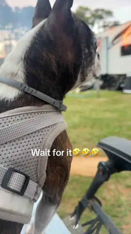 #fyp #bostonterrier 