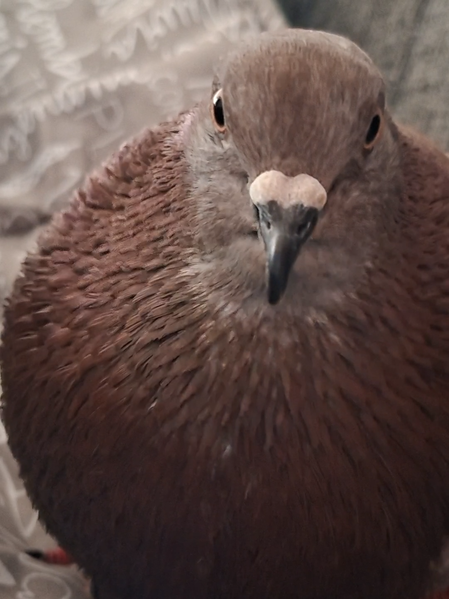 pov: tu y la piktoker mirándose fijamente 👁-👁 #paloma #pigeon #piktoker #PetsOfTikTok #asmr