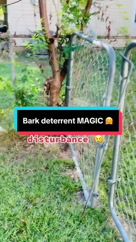 It’s like a magic - click and mute disrespectful dogs 🤗 #golipalbarkdeterrent 
