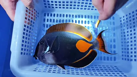 Fish Spa #saltwateraquarium #marinefishtank #saltwatertank #aquariumfish #reefaquarium 