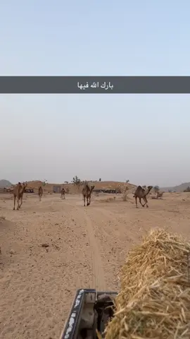 #ماشاءالله_تبارك_الله_اذكروا_الله 