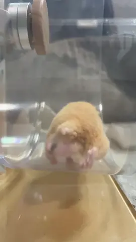 chira taki リハビリナゲット君 #ハムスター長毛 #キンクマハムスター#仓鼠 #햄스터#hamsters 