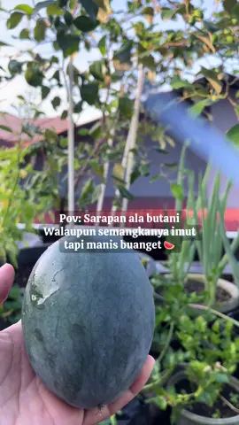 Walaupun kecil dan tinggal sisa tapi masih 🍉 #sarapanpagi #sarapan #sarapansehat #semangka #watermelon 