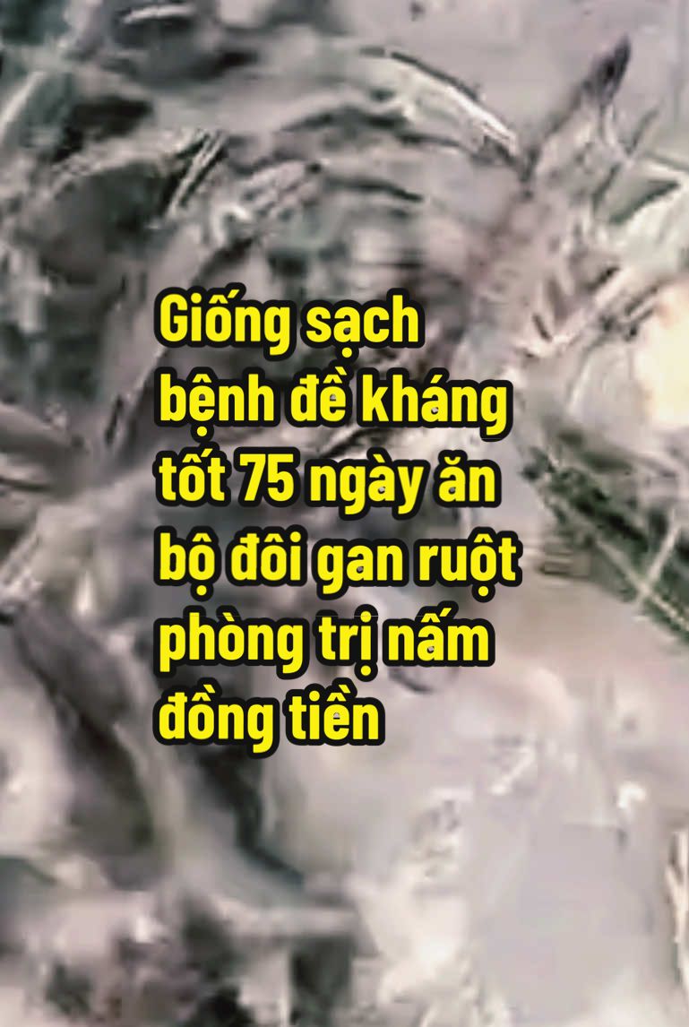 Giống Hải Âu  chất lượng 75 ngày phòng trị nấm ăn bộ đôi gan ruột khoáng dinh dưỡng #minhtranvlog #gionghaiaucp #bodoiganruot #namdongtien #khoándinhduong 