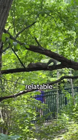 that squirrel is me when i ponder the orb #fyp #nature #Outdoors #Hiking #squirrel 