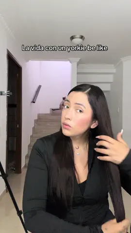 Si quieres un yorkie mira este video #creatorsearchinsights 