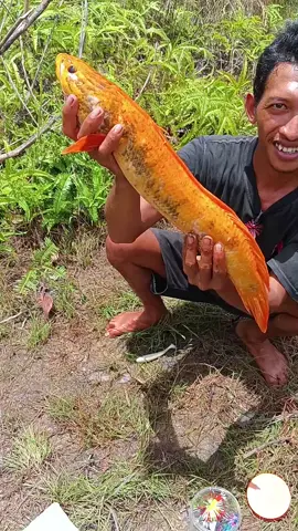 ini di tempat kalian ikan apa namanya bolo, tulis di komen#promoseruweekend #fyp #gabus#gabushias #gabusbabon 