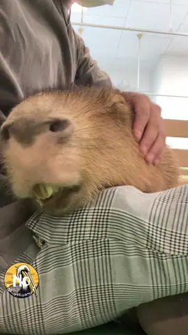 Cute yawn on her favorite sofa!🛋️🥱 #capybara #カピバラ #水豚 #zoo #amimal 