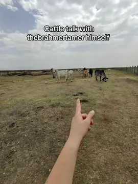 Wow @ELBABYFACE.THS showing me his cows #cattle #ranching 