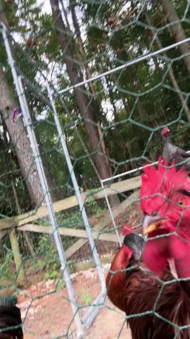 #fyp #chickensoftiktok🐔 #chickenmama #chicken #chickens 