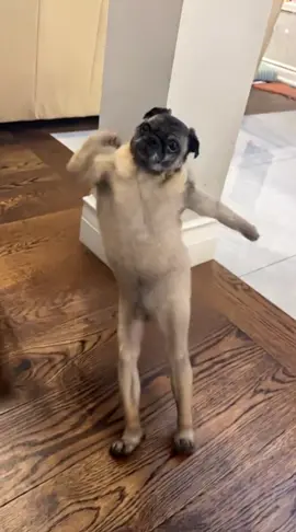 Dancing pug~~ #pug #fyp #dogsoftiktok #pugsoftiktok #viraltiktok 