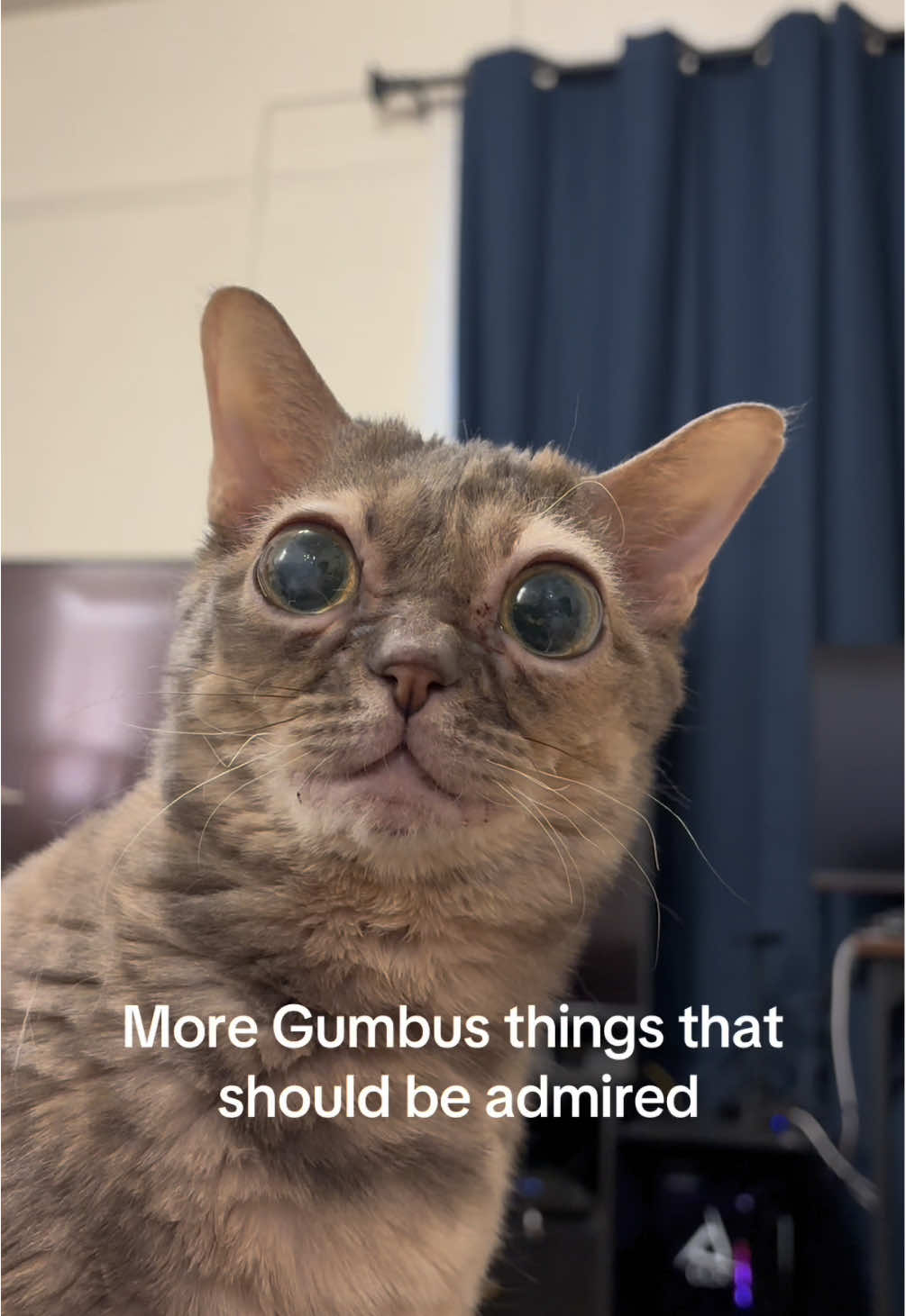 So many good things!  #cat #cutecat #rescuecat #tiktokcats #funnycat 