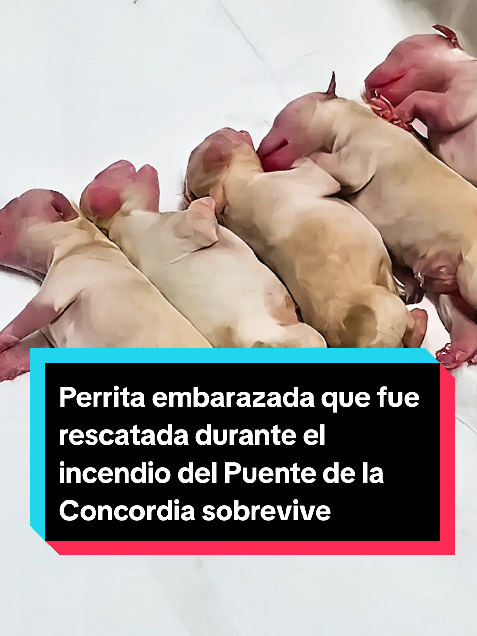 Cereza, perrita embarazada y rescatada durante el incendio del Puente de la Concordia sobrevive junto con sus 5 crías #cerezaperrita #puentedelaconcordia #explosionpipadegas 