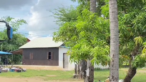 #ឡានដឹកស្រូវកម្ពុជា🌾🚚🇰🇭 