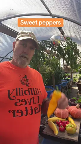 Showing out too sweet peppers comparing taste#gardening #peppers#sweetpeppers#vegetablegardening 