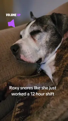 #dogsoftiktok #funnydog #doglover #doglife #fyp 