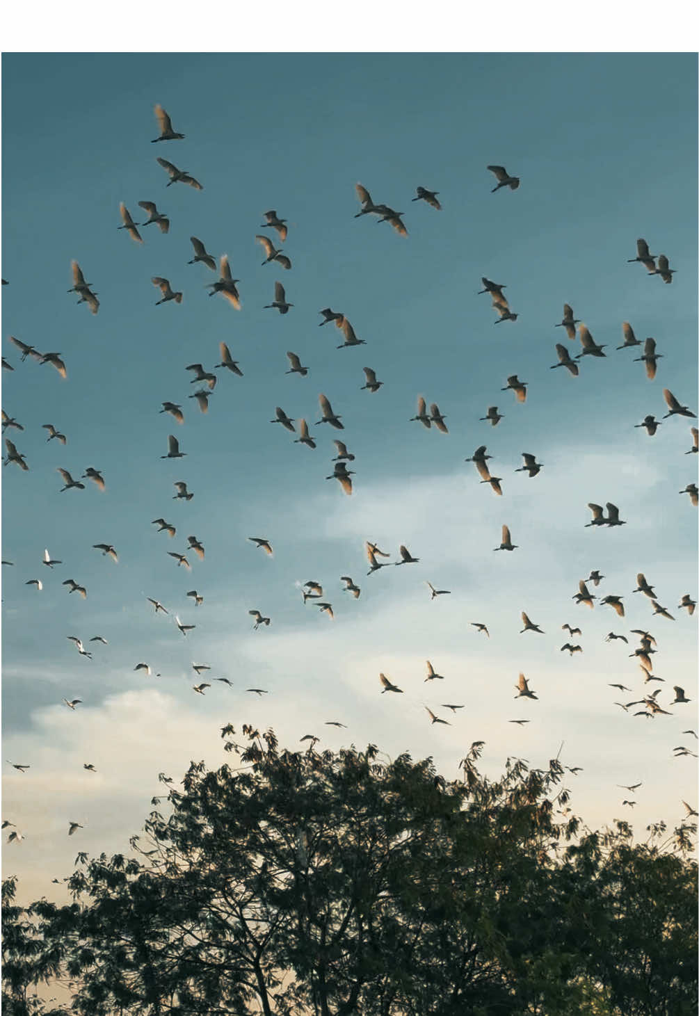 Burung sore di lagun farm. #farmlife #sunset 