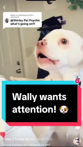 He comes to do it particularly when they are on the phone because it becomes a game abbot getting their attention! 😂  #funnydogs #dogsoftiktok #animalcommunicator #animallover #talktoanimals #animlcommunication #petpsychic #dogs