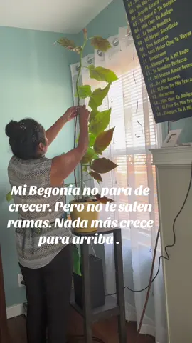 NO SE QUE HACER CON MI BEGONIA; LA CORTARÉ O LA DEJO QUE SIGA CRECIENDO? MIDE 46 PULGADAS 