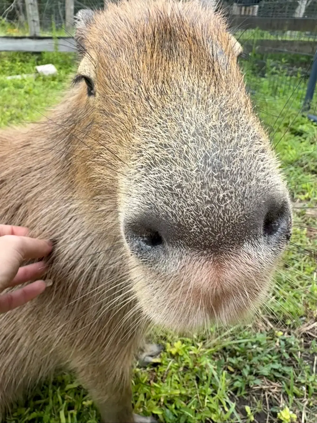 🎶 The CheeseCult the CheeseCult 🎶 How many scratches does Cheesecake the capybara deserve today? 