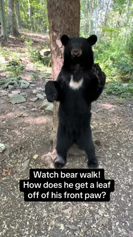 Watch as this bear walks.  And watch carefully.  How does he get the leaf off of the bottom of his front paw?  The part of the video where he takes the leaf off is repeated at the end! #bear #wildlife #animals #country #nature 