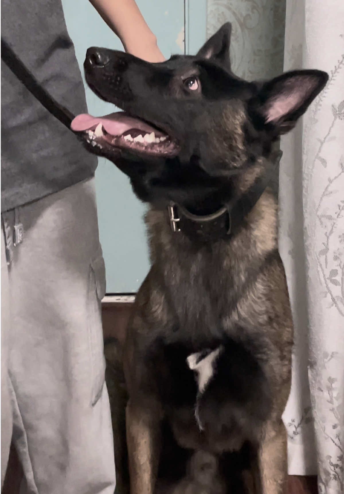 🧏🏾‍♀️🧏🏾‍♀️#foryoupage #belgianmalinois #scarydogprivilege #runupinthishouseyourgoingtdiehere 