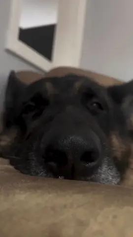 Have you ever wondered what a German Shepherd thinks about other dog breeds? 😂😇 #fyppppppppppppppppppppppp #fypage #dogs #germanshepherd 