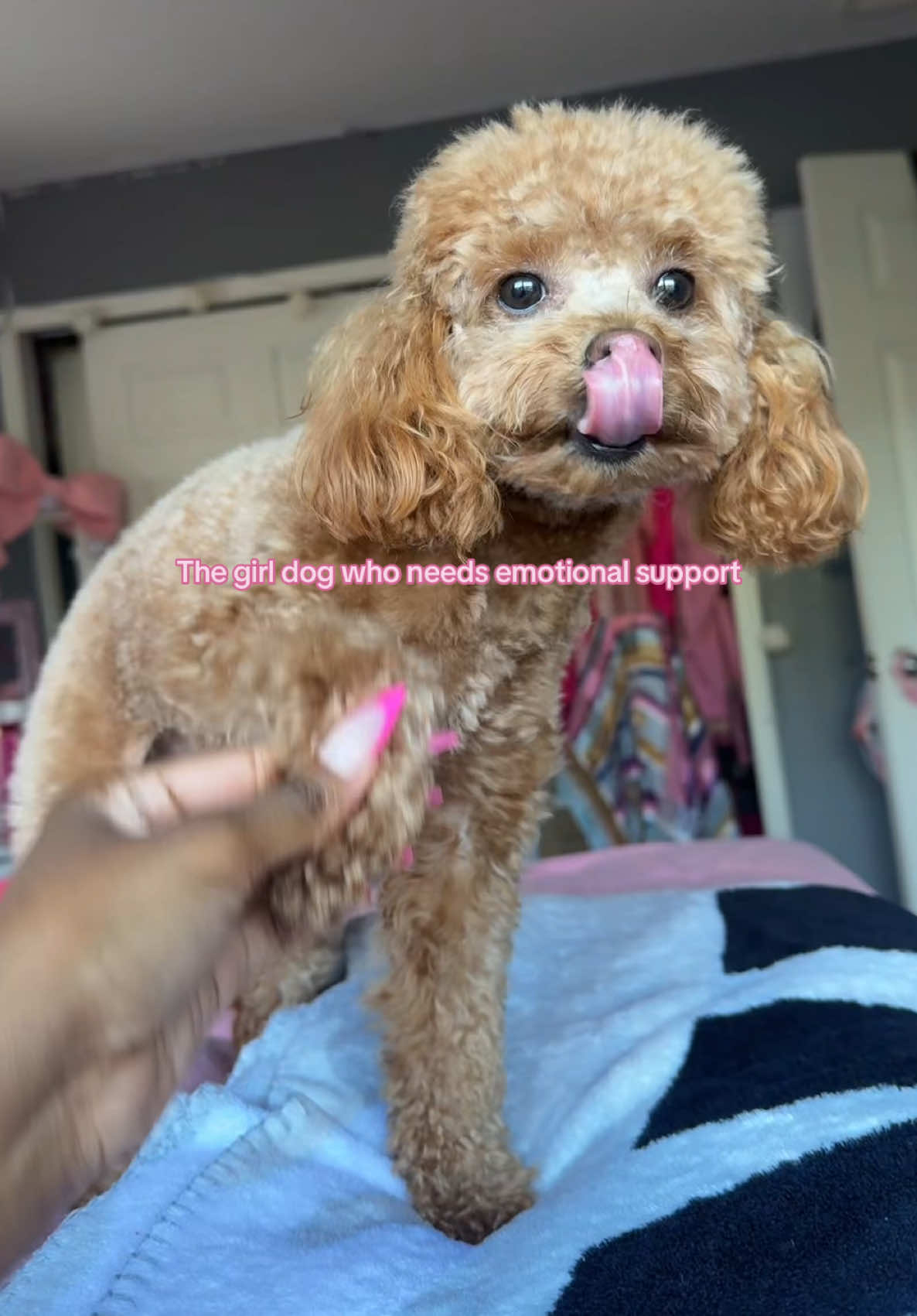 My anxious piece of fried chicken #toypoodle #toypoodlesoftiktok #poodle #emotionalsupport #dogsoftiktok 