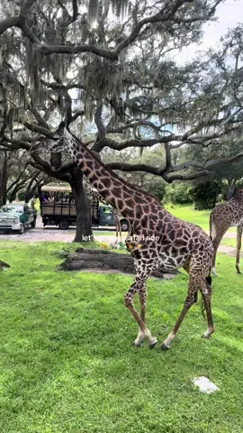 the best ride🤍🦒🐊🦓🦛 #animalkingdom #disneyworld #disneyride 