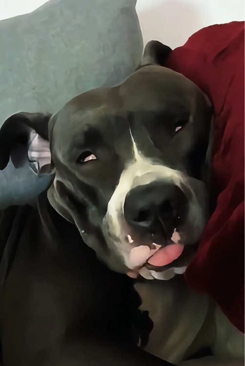 Guess what the dog dreamed of #funnyvideos #pet #usa #Funny #foryou #omg #funnytiktok #fyp #dogs #dog 