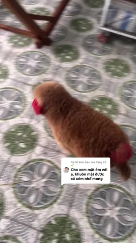 Trả lời @Nàng Cỏ 🌱 Up mặt mình thì flop, up con qua hậu này thì xh.😌#pet #xuhuongtiktok 