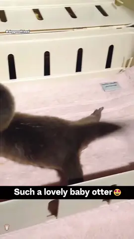 Otters =liquid happiness!#otters #funnyanimals #foryou #usa 