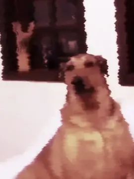 day 270  #susydog 