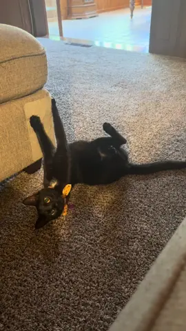 RIP couch. 🐈‍⬛ #whiskeyandcleo #cat #blackcat #evanderthecat 