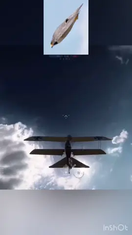صقر العرب #viral #fyp #battlefield #battlefield1 #بتلفيلد 