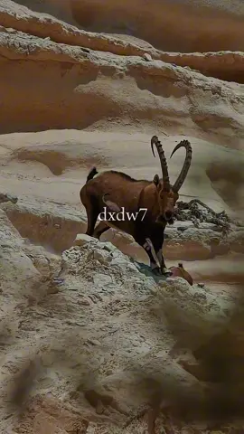 الاساس مبطين عنه 🤎🦌#تصوير #وعل #وعول #ضاري_الشمري #راعي_شيهانه 