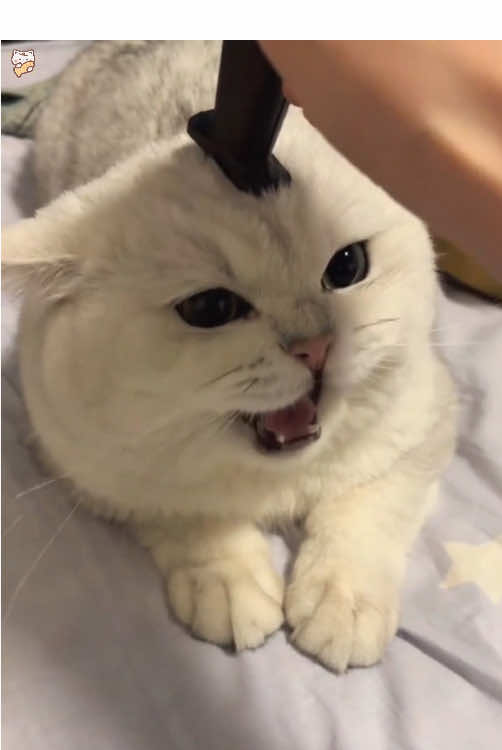 Play with your cat😹😻😽#cat #funny #cute #catsoftiktok #foryou 