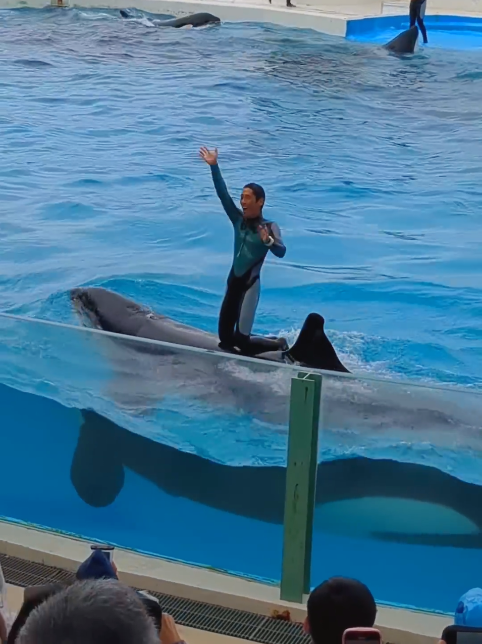 #orca #orcas #jessica 