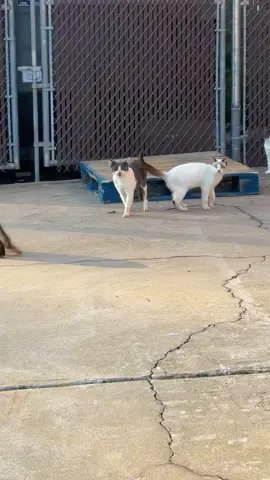 Cats galore #feed #feeding #strays #help 