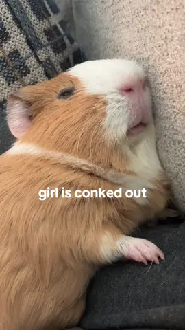 the way she snuggles in at the end 😭 #guineapig #disabledpet #neurologicaldisorder #nap #cuddles 