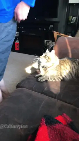 Fart prank 😅😅😅#cat#catsoftiktok #fart#funnycat#fyp