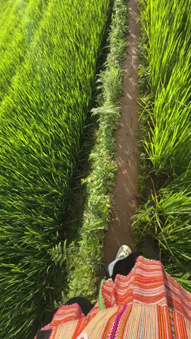 @Son Tung M-TP  khi flop quá hãy gọi tên anh 🥰 ước một lần sếp lên mù cang chải 🫶🏻🥰🥰🥰🌾🌾