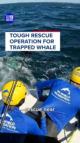 The Sea World Foundation rescue team are now hopeful the mission will give the whale a second chance at life. #9News