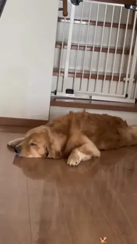 What do dogs dream about?🤔