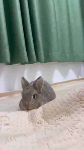 Chew toys can alleviate boredom in rabbits and provide relief from dental discomfort during teething periods  #bunny #rabbit #bunnytoys #fyp #rabbittoys 