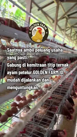 #ayamraspetelur #peternaksapiindonesia #beranda #viral #foryou 
