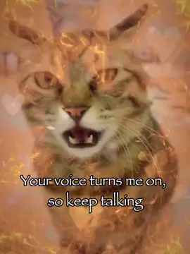 Keep talking cutie #rizz #catsoftiktok #joke #relatable #fyp 