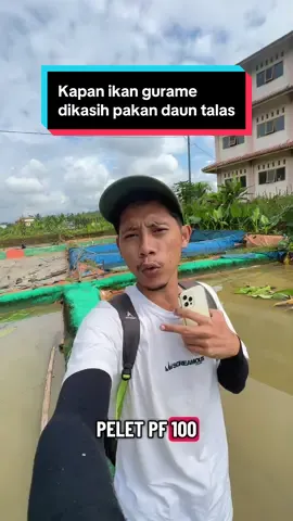 Membalas @🤟D.O.G.A.R🤟_U.F begitu kira kria om 🙏🏻 #ikan #gurame #peranimuda #ternakikan #budidayaikan