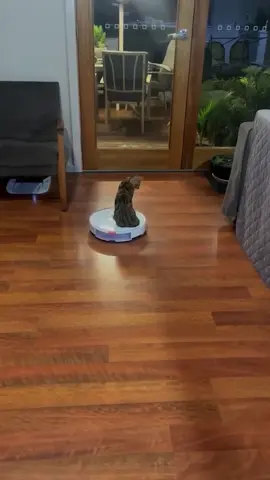 A regional council has issued a grovelling public apology after putting down what it thought was a stray cat – only to discover it was beloved family pet Patrick. #barunga #adelaide #southaustralia #bengalcat #cat #missingcat #council #vet #microchip #fyp